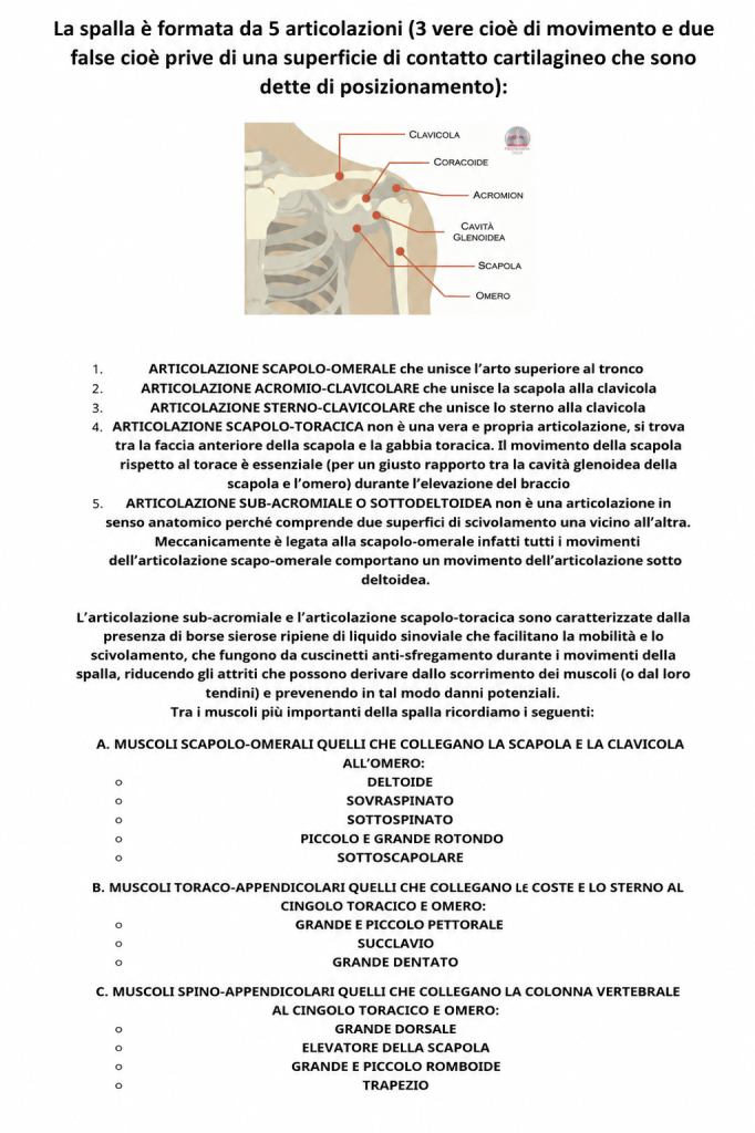 Schema anatomico della spalla con descrizione delle cinque articolazioni e dei principali muscoli coinvolti nei movimenti dell’arto superiore.